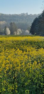 yellow