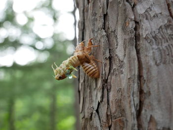 Close-up of butterfly on tree trunk