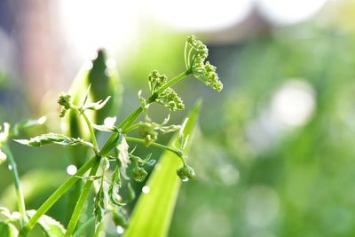Close-up of flowering plant