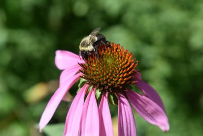 Close-up of bee on pink flower