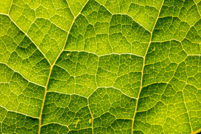 Macro of a translucent green leaf with leaf structures and detailed veins