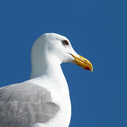 Close-up of seagull against blue sky