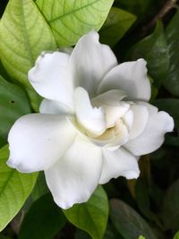 Close-up of white flower blooming outdoors