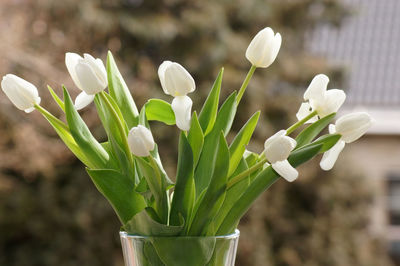 Close-up of white flowering plant