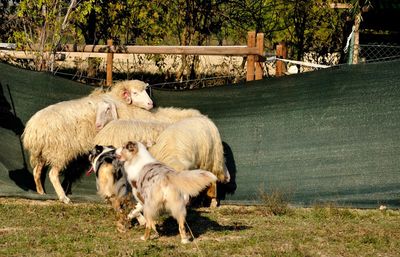 Sheepdogs on a italian farmhouse