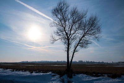 Bare tree on snow covered land against sky