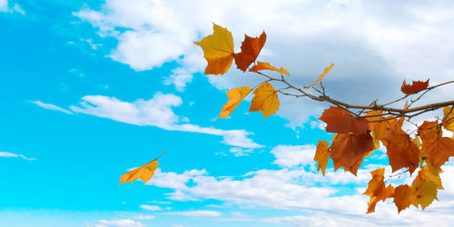 Low angle view of maple leaves against sky