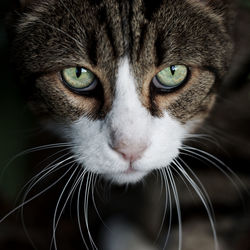 Close-up portrait of cat