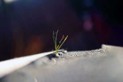 Close-up of plant against blurred background