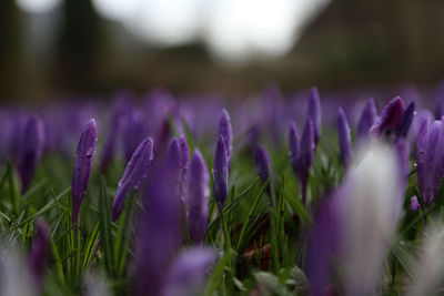 Close-up of purple crocus flowers on field