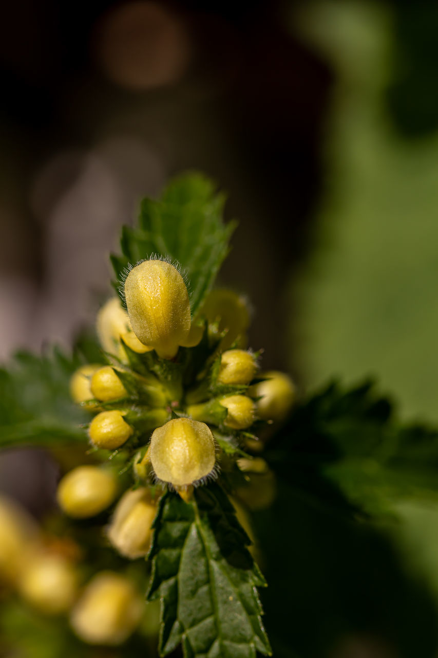 CLOSE-UP OF YELLOW FLOWER PLANT