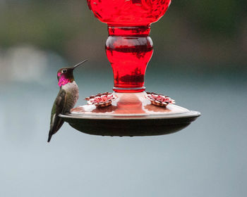 Close-up of bird perching on feeder