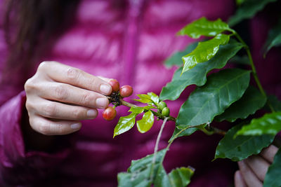 Coffee bean harvest season. a woman sweater collecting red coffee beans in a coffee plantation.