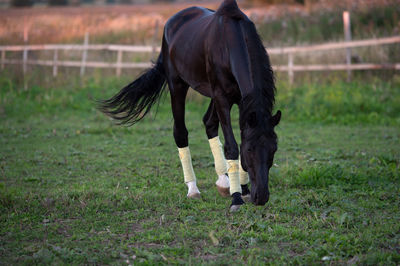 Horse grazing in a field