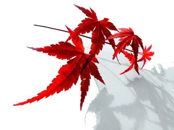 Close-up of maple leaves