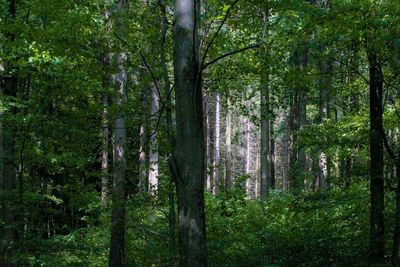 View of trees in forest