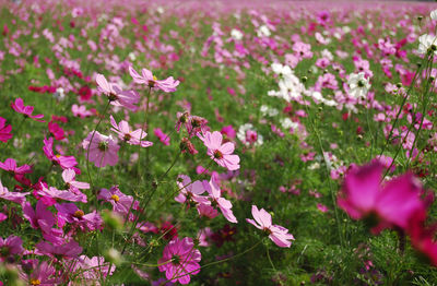 Close-up of pink flowers blooming outdoors