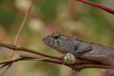 Close-up of lizard on branch