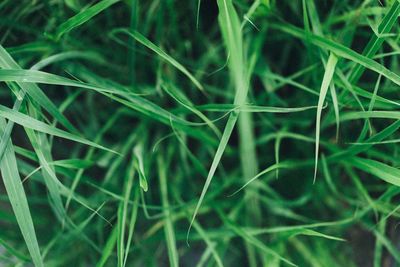 Full frame shot of bamboo on field