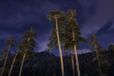 Low angle view of pine trees against sky at night