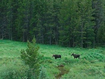 Cows grazing in forest