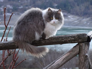 Portrait of cat sitting outdoors