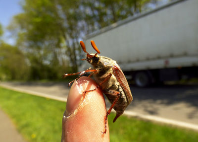Close-up of insect