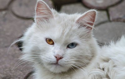 A domestic white cat with an orange blue eye