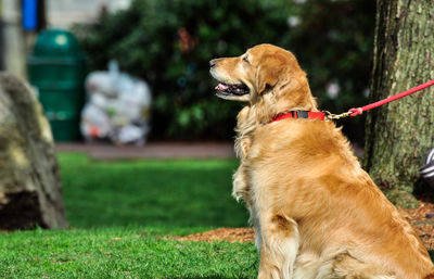 Dog looking away while sitting on grass