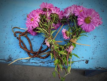 Close-up of pink flowers