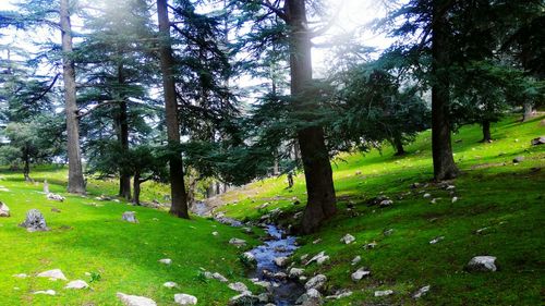 Trees in forest