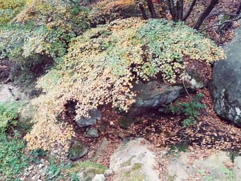 Close-up of tree