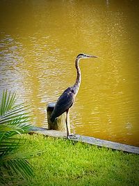 Gray heron on lake