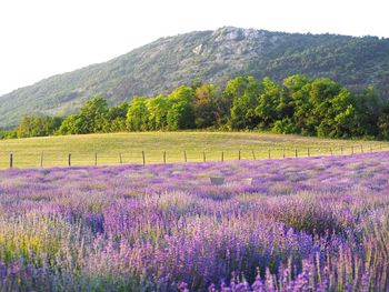 Scenic view of lavender field against cloudy sky