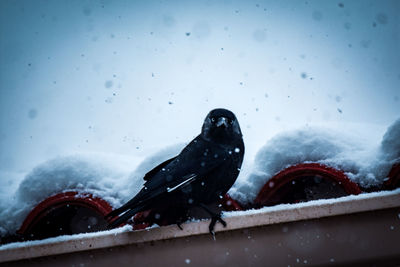 View of birds on snow covered landscape during rainy season