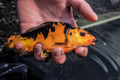 Close-up of hand holding dead fish