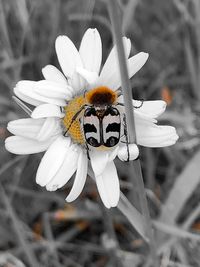 Close-up of insect on white flower