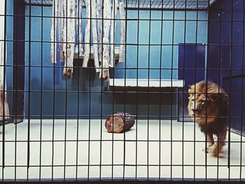 CLOSE-UP OF GOAT IN CAGE