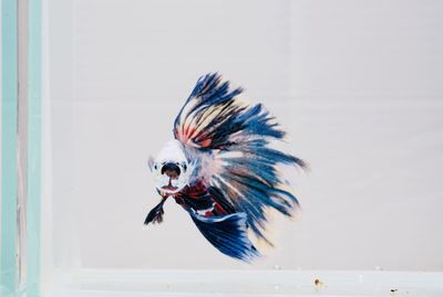 Close-up of feather against white wall