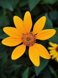Close-up of yellow flowering plant