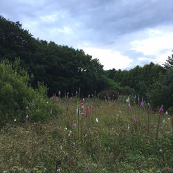 Scenic view of field against cloudy sky