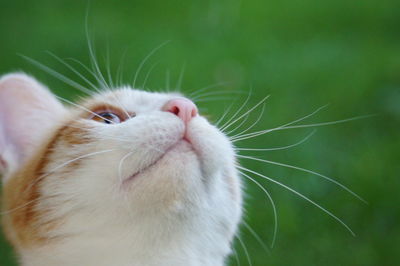 Close-up of cat