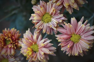 Close-up of flowers