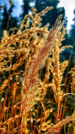 Close-up of plant against sky