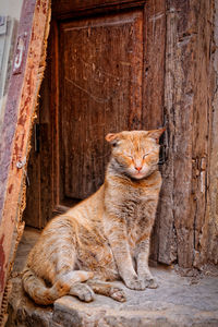 Portrait of cat sitting on wood