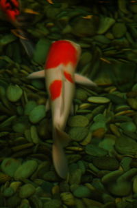 Close-up of red mushroom growing on plant