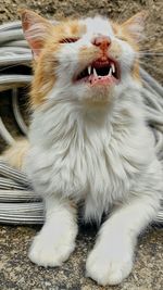 Close-up of cat yawning