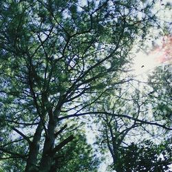 Low angle view of trees against sky