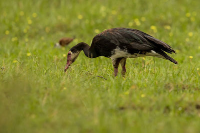 Side view of a bird on grass