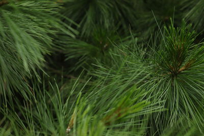 Close-up of pine tree